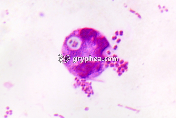 Phagocytose x 800 - gryphea.com